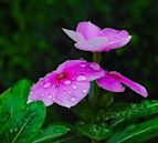 Catharanthus roseus