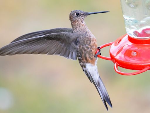 La apariencia engañaba: no hay una, sino dos especies de colibrí gigante distintas