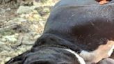 American bulldog rescued from Mailbox Peak trailhead in North Bend