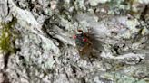 They're here! Photos show cicadas invading Central Alabama