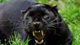 Mystery deepens as proof mounts of 'big cats' prowling through Worcestershire