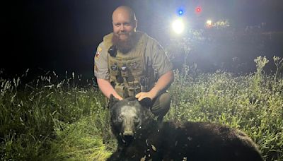 Black bear hit and killed by vehicle on Texas highway