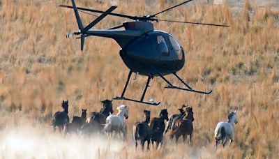 The Government Is Eradicating America’s Wild Horses