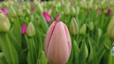 Pella band students honor band director at the Tulip Time Festival