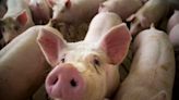Pigs outnumber humans in Iowa. But just how many more livestock reside here than people?