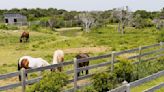 National Park Service wants ideas for management of Ocracoke horses