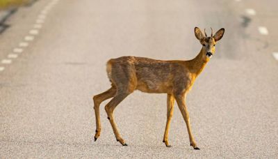 El 63% de los accidentes que se registran en carreteras de Palencia son por animales