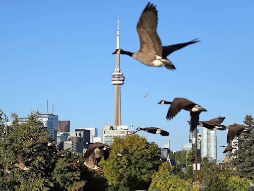 Canada goose: What to do if you encounter the hissing, sometimes aggressive bird — 'back off'