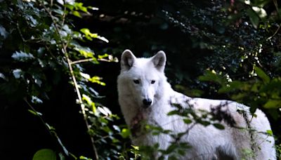 Wolf’s ‘disturbing’ behaviour prompts urgent warning to keep children away from forest