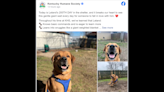 Dog in Kentucky shelter for 200 days waits ‘every day for someone to fall in love’