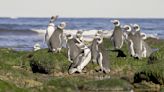 Estudian tres especies clave para el ecosistema marino patagónico - Diario El Sureño