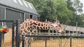 London Zoo giraffe inspires big screen animal in box office hit Wonka