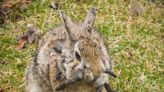 A rabbit with horns? Why some of these critters look like a real-life 'jackalope'