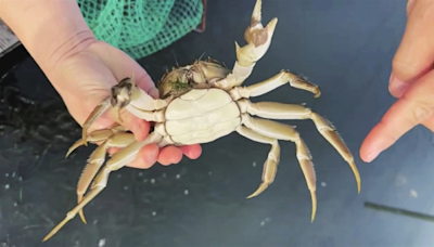 Consumers unwilling to shell out more as hairy crab prices tumble during China’s ‘golden week’