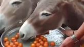 Madhya Pradesh Locals Celebrate Rain With Sweet Treats For Donkeys - News18