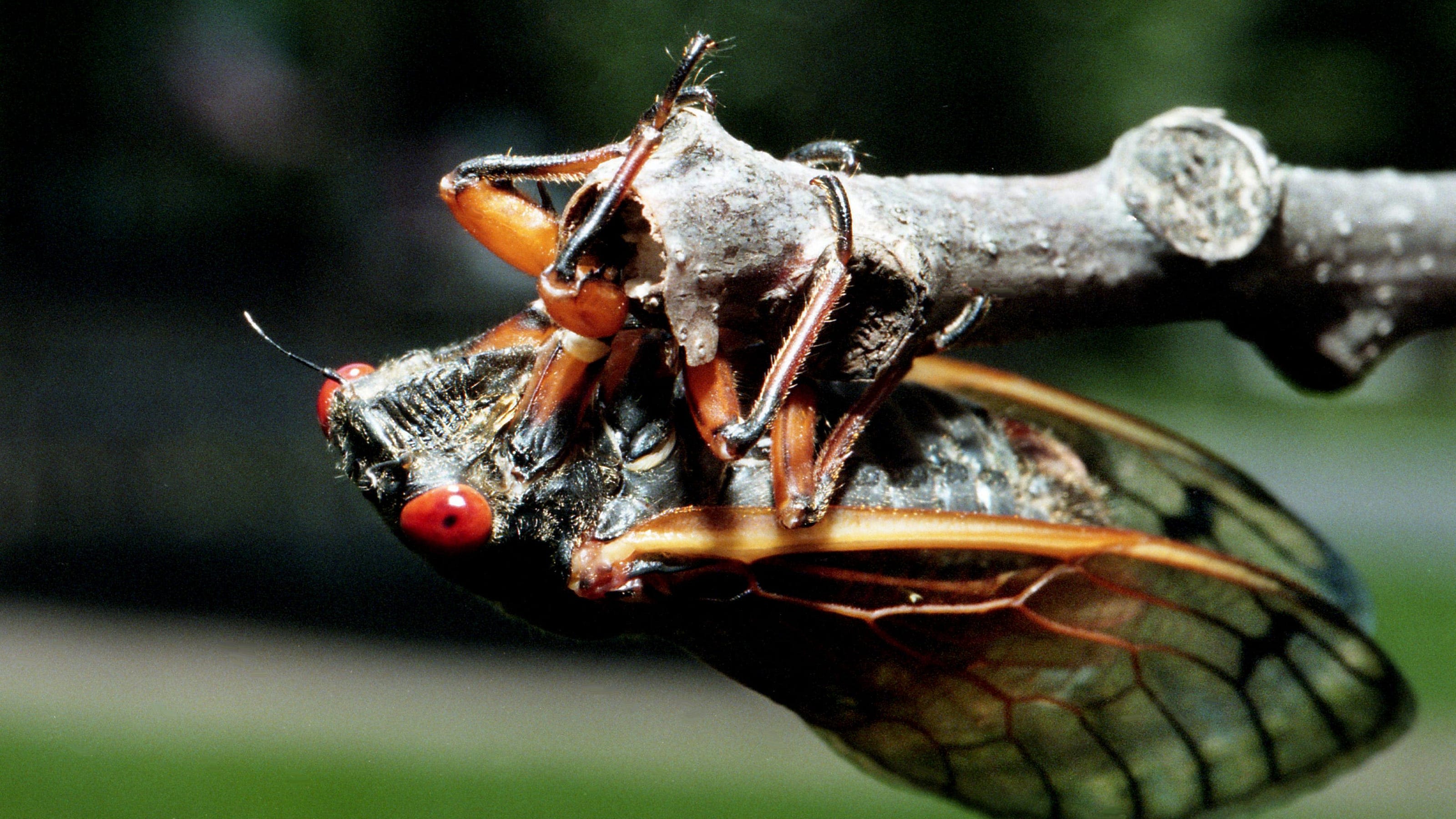 Cicadas spotted in Tennessee as Brood XIX continues to come out: See full US emergence map