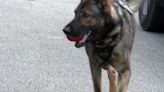 K-9 crime-busting teams to be honored at LEO Awards