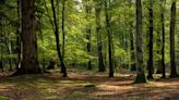 Save St. Louis' native trees by collecting their seeds and getting paid