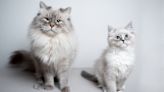 Ragdoll Cat Siblings' Opposite Facial Expressions Are Giving 'Pinky and the Brain' Vibes