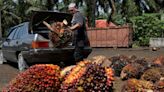 WRAPUP 1-Shrinking global palm oil supplies, strong biodiesel demand to boost prices