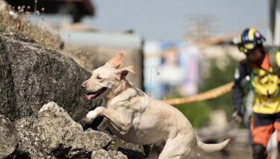 台搜救犬病逝 領犬員流淚：永遠為木蘭犬驕傲