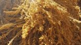 La quinoa de Varvarco: una tradición familiar que se cosecha en otoño - Diario Río Negro