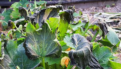 How to Get Rid of Squash Bugs Before They Ruin Your Harvest