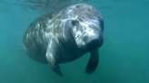 Manatee deaths decline for first time in five years, researchers skeptical that will last