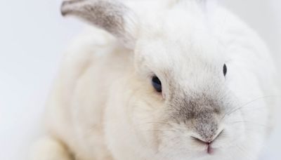 Why do we say ‘white rabbits’ on the first of the month?