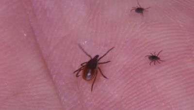 WDH provides tips to protect yourself from ticks