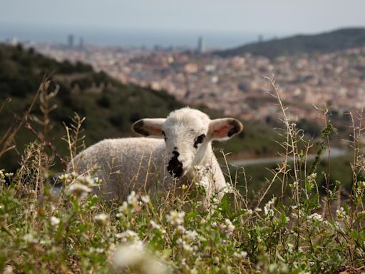 Cataluña vacuna a ovejas y bovinos contra la lengua azul: la enfermedad afecta a 19 explotaciones