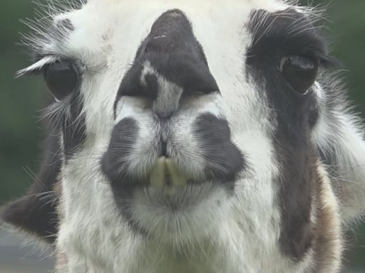 Escaped llama spotted taking a stroll through town