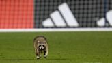 Philadelphia Union-NYCFC match interrupted by raccoon field invader