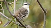 La mitad de las especies de aves está disminuyendo - Diario Hoy En la noticia