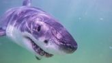 Shark Week: 'Great White North' explores possible great white shark hot spot in Nova Scotia