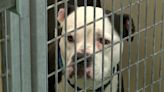 Adoption fees waived for 10 dogs at Rochester shelter