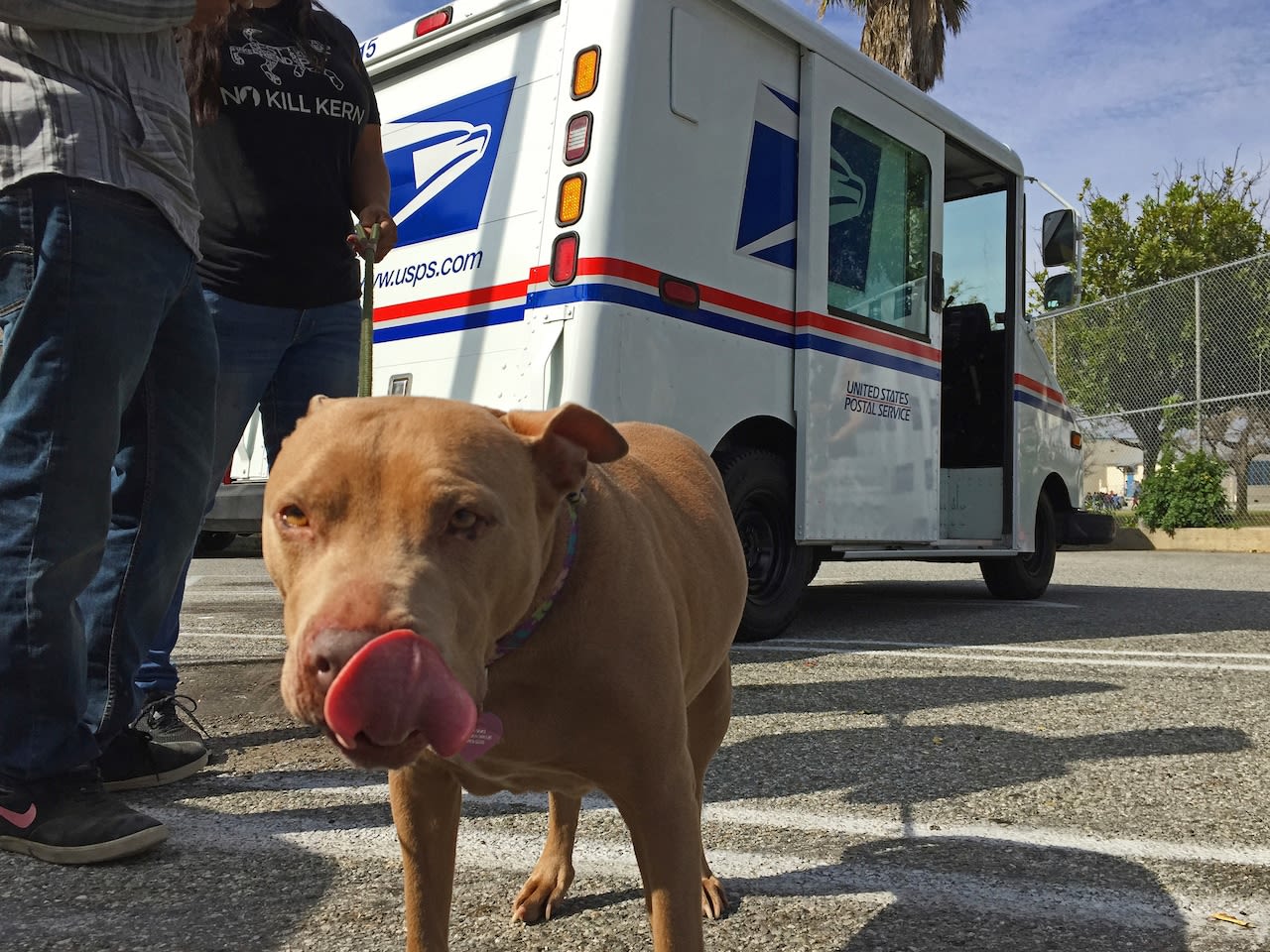 Postal service ranks Cleveland among top 5 cities for dog bites