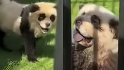 Chinese zoo admits to using dogs as fake pandas after one caught barking