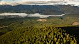 Biden Administration Old Growth Forest Proposal Doesn't Ban Logging, But Still Angers Industry - Flathead Beacon