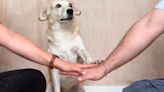 What is the ‘hands in’ TikTok trend? Adorable dogs go viral - Dexerto