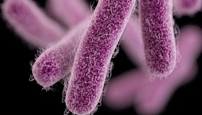 Shigella outbreak hits Calgary shelters and encampments, sending 16 to hospital | CBC News