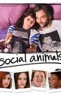 Social Animals