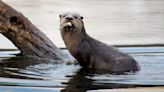 River otters spotted at Triangle Lake Bog State Nature Preserve in Portage County