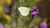 Where did all the butterflies in Metro Vancouver go? | News