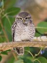 Spotted owlet