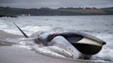 Massive 50-Foot Whale Carcass Washes Up on San Diego Beach