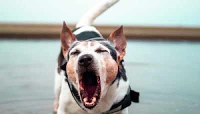 Puis-je porter plainte si le chien du voisin aboie toute la journée ?