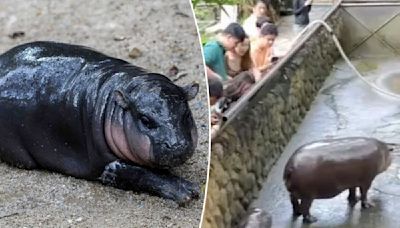 Adorable baby hippo Moo Deng has become an overnight celebrity — and can’t go anywhere without encountering harassing fans