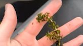 Feds to fund assessment, treatment of invasive hydrilla in Southwick lake