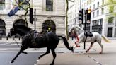 Runaway military horses race through London, with one seemingly covered in blood